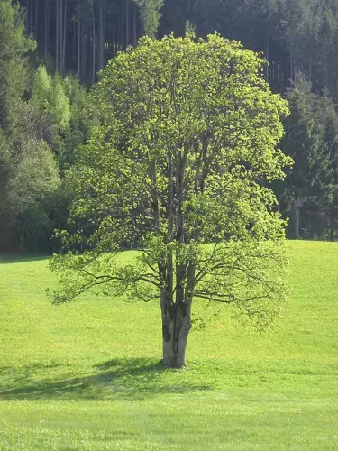 Baum in Wiese