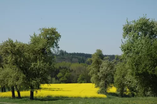 Rapsblüte in Oberösterreich